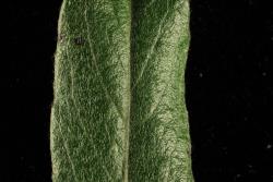 Salix repens. Upper leaf surface.
 Image: D. Glenny © Landcare Research 2020 CC BY 4.0
